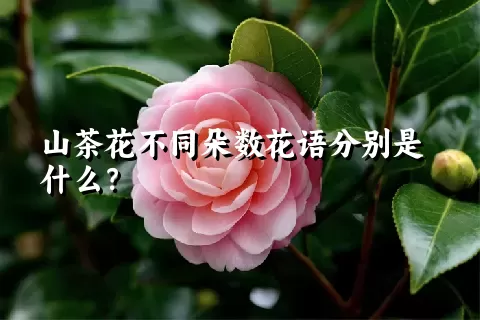 山茶花不同朵数花语分别是什么？