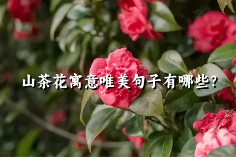 山茶花寓意唯美句子有哪些？