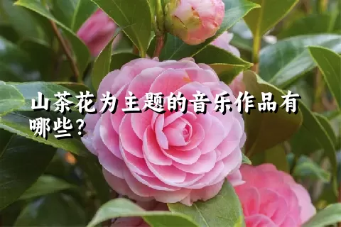 山茶花为主题的音乐作品有哪些？