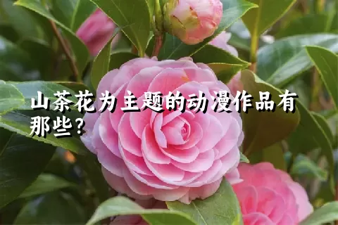 山茶花为主题的动漫作品有那些？