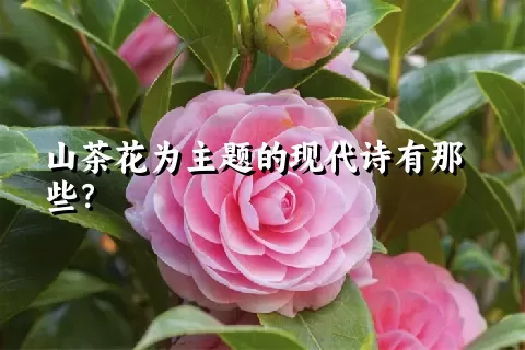 山茶花为主题的现代诗有那些？