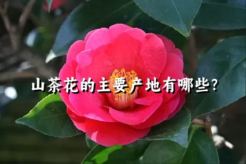 山茶花的主要产地有哪些？