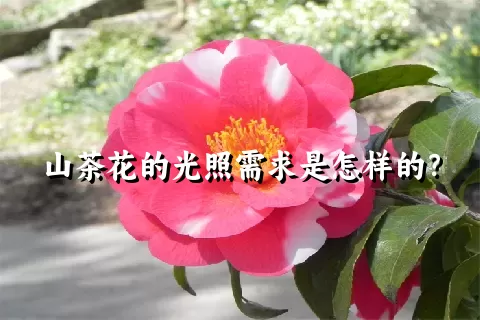山茶花的光照需求是怎样的？
