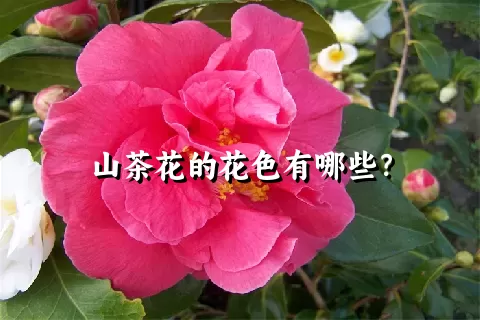 山茶花的花色有哪些？