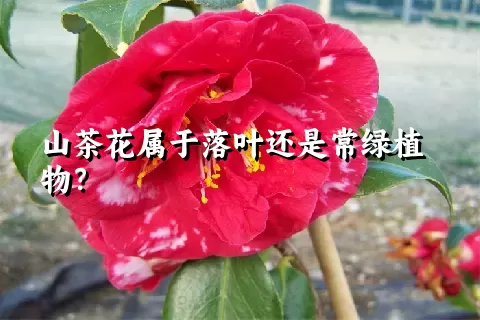 山茶花属于落叶还是常绿植物？