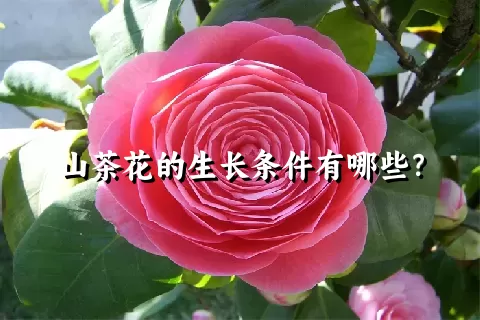 山茶花的生长条件有哪些？