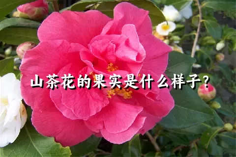 山茶花的果实是什么样子？