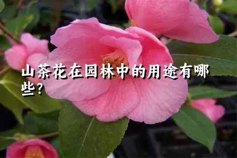 山茶花在园林中的用途有哪些？