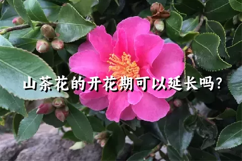山茶花的开花期可以延长吗？
