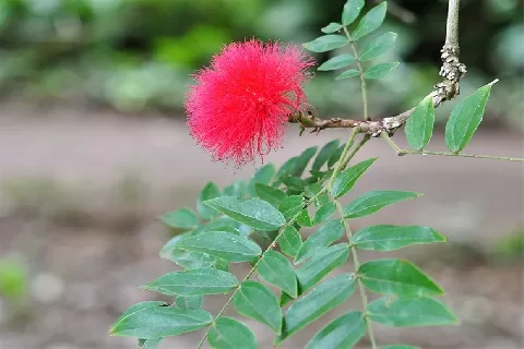 朱缨花