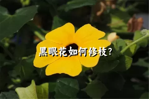 黑眼花如何修枝？