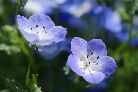 粉蝶花