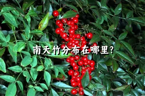 南天竹分布在哪里?