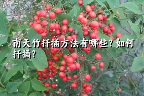 南天竹扦插方法有哪些？如何扦插？