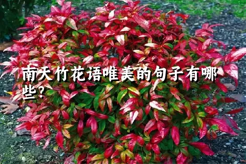 南天竹花语唯美的句子有哪些？