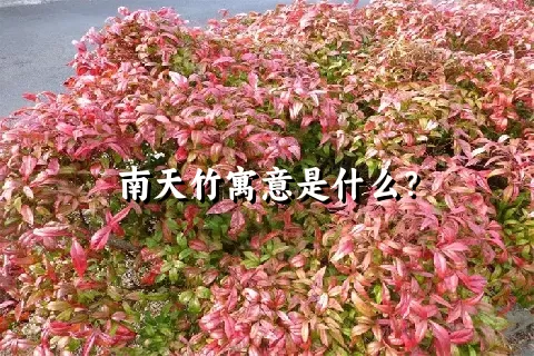 南天竹寓意是什么？