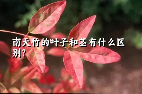 南天竹的叶子和茎有什么区别？