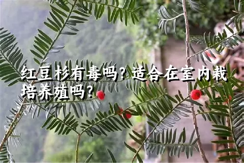 红豆杉有毒吗？适合在室内栽培养殖吗？