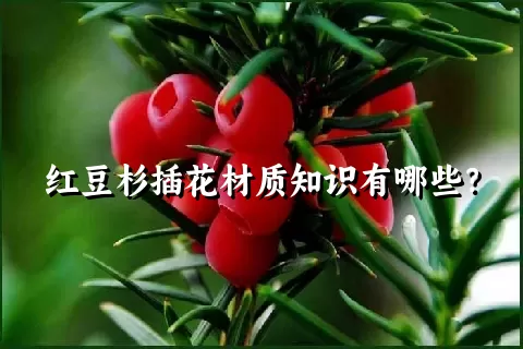 红豆杉插花材质知识有哪些？
