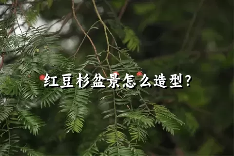 红豆杉盆景怎么造型？