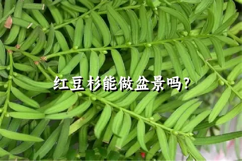 红豆杉能做盆景吗？