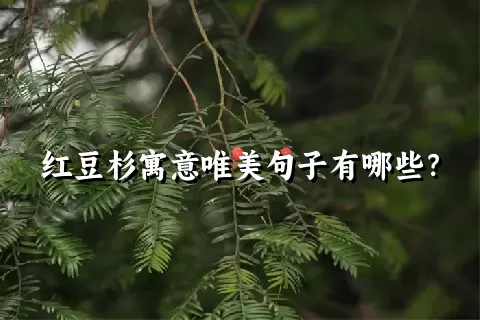 红豆杉寓意唯美句子有哪些？