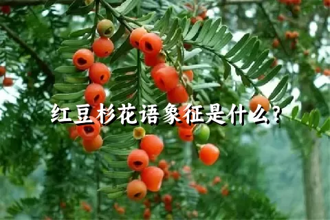 红豆杉花语象征是什么？