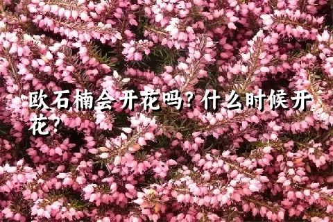 欧石楠会开花吗？什么时候开花？