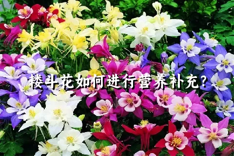 耧斗花如何进行营养补充？