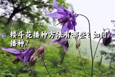 耧斗花播种方法有哪些？如何播种？
