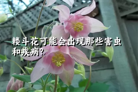 耧斗花可能会出现那些害虫和疾病？