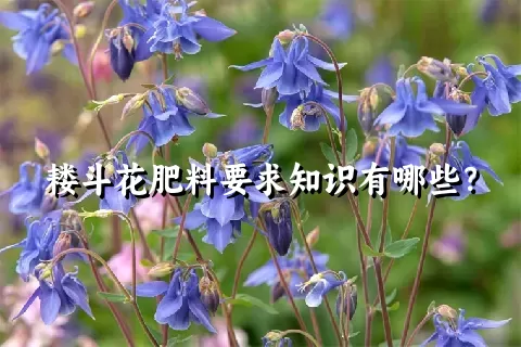 耧斗花肥料要求知识有哪些？