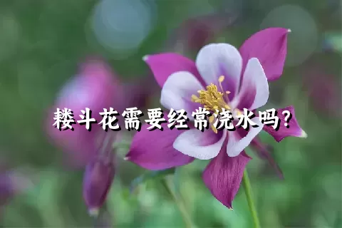 耧斗花需要经常浇水吗？