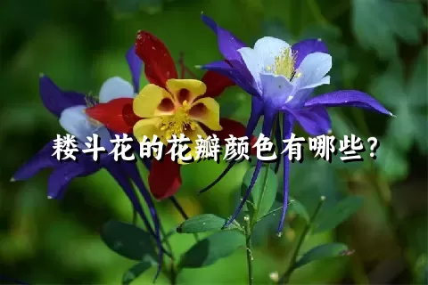 耧斗花的花瓣颜色有哪些？