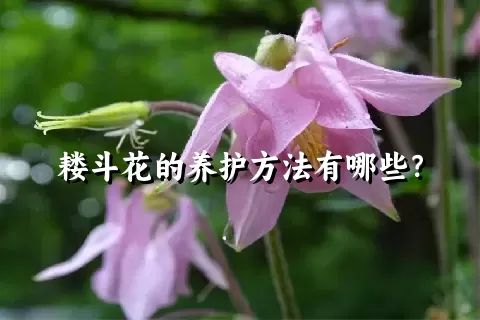 耧斗花的养护方法有哪些？