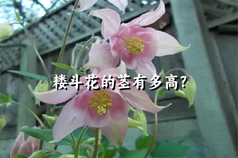 耧斗花的茎有多高？
