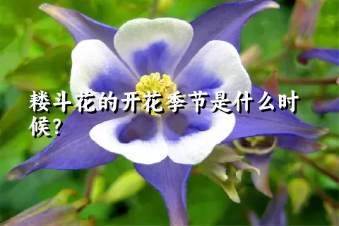 耧斗花的开花季节是什么时候？