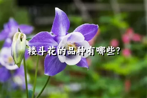 耧斗花的品种有哪些？