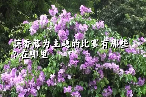 蒜香藤为主题的比赛有那些？在哪里