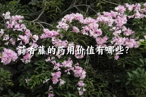 蒜香藤的药用价值有哪些？