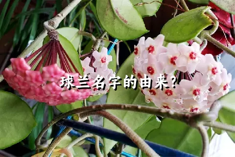 球兰名字的由来？