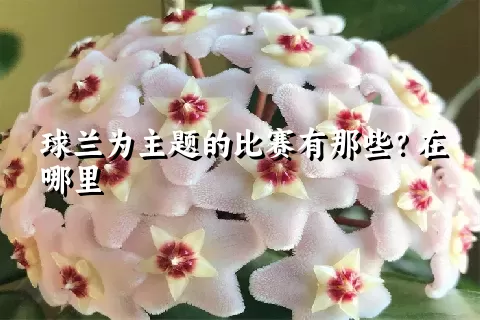 球兰为主题的比赛有那些？在哪里