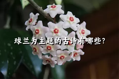 球兰为主题的古诗有哪些？