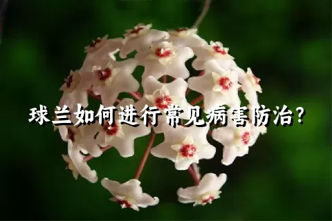 球兰如何进行常见病害防治？