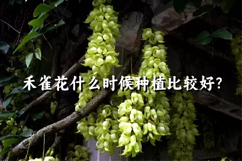 禾雀花什么时候种植比较好？