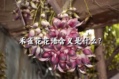 禾雀花花语含义是什么？