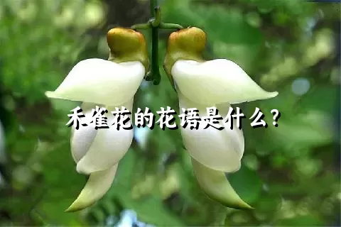 禾雀花的花语是什么？