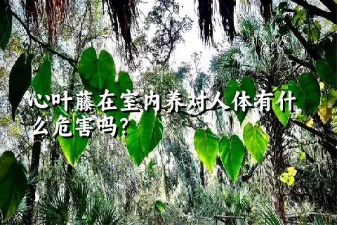 心叶藤在室内养对人体有什么危害吗？
