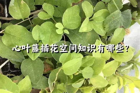 心叶藤插花空间知识有哪些？
