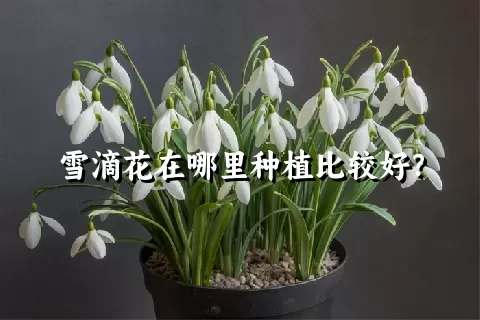 雪滴花在哪里种植比较好？